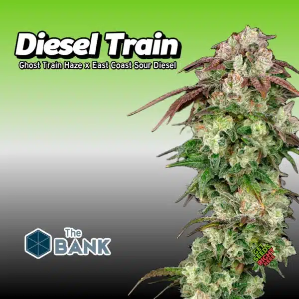 Diesel Train Cannabis Clones