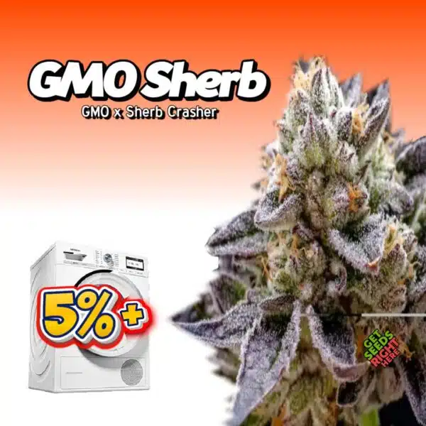 GMO Sherb (clone)