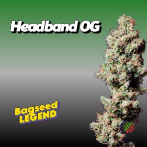 Headband OG Cannabis Clones