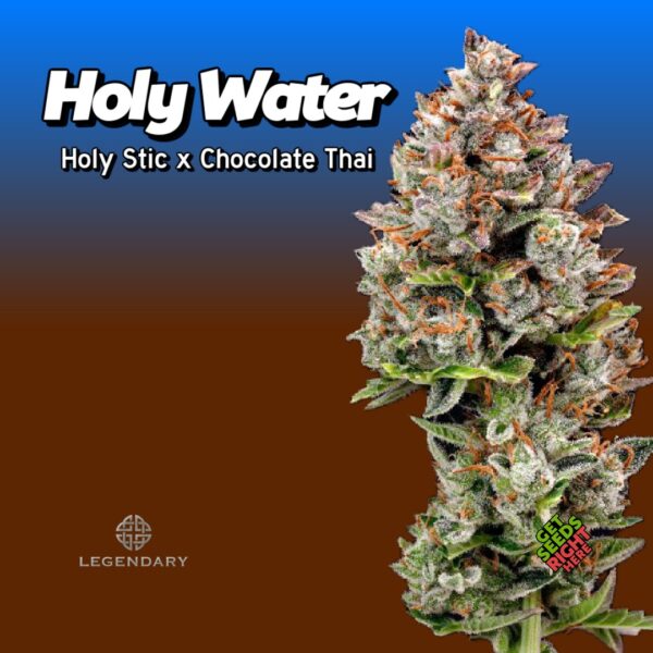 Holy Water cannabis clones