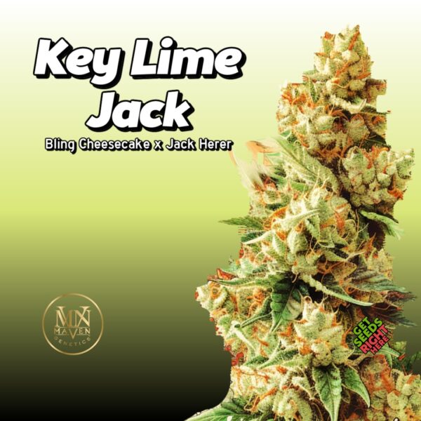 Key Lime Jack Cannabis Strain | Maven Genetics Clones