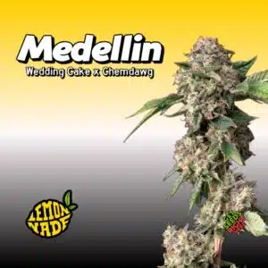 Medellin strain cannabis plant by Lemonade with dense buds and Lemonade logo on a yellow gradient background.