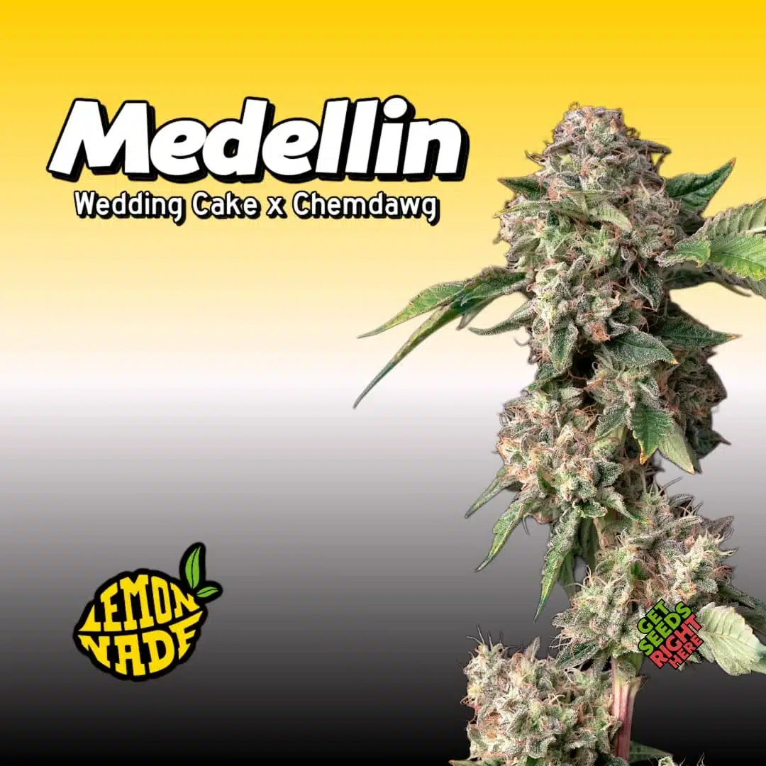 Medellin strain cannabis plant by Lemonade with dense buds and Lemonade logo on a yellow gradient background.