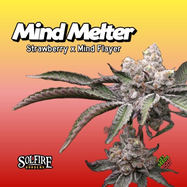 Mind Melter cannabis clone by Solfire Gardens with broad leaves and dense buds