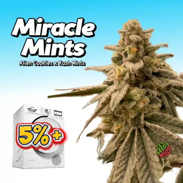 Miracle Mints (clone)