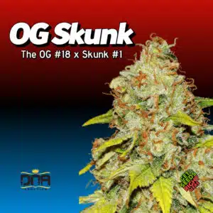 OG Skunk Cannabis Clones for sale