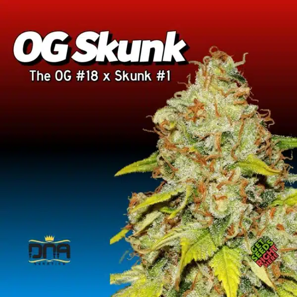 OG Skunk Cannabis Clones for sale