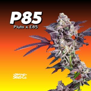 P85 cannabis plant with dense buds, bred by Oakland Seed Co, against an orange background.