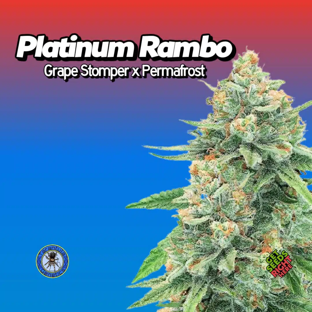 Platinum Rambo Cannabis Clones