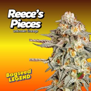 Close-up of Reece's Pieces cannabis bud covered in trichomes with vibrant colors.
