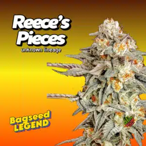 Close-up of Reece's Pieces cannabis bud covered in trichomes with vibrant colors.