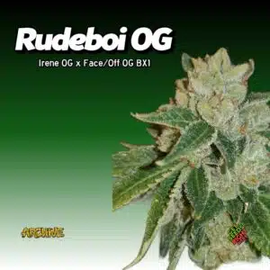 Rudeboi OG Cannabis Clones