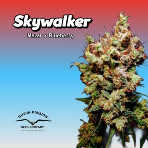 Skywalker Cannabis Clones