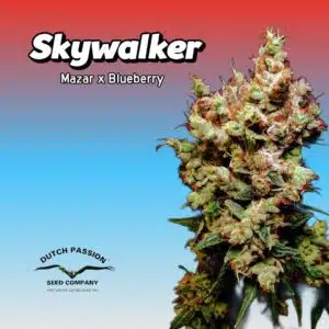 Skywalker Cannabis Clones