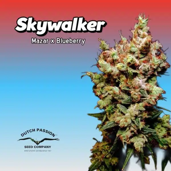Skywalker Cannabis Clones
