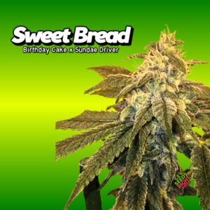 Sweet Bread Cannabis Clones
