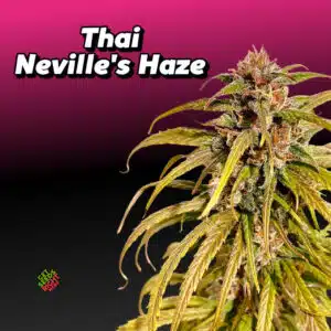 Thai Neville’s Haze Cannabis Clones