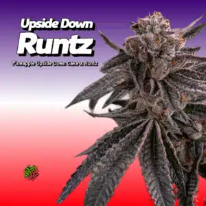 Close-up of Upside Down Runtz Cannabis Clone with purple-hued leaves.