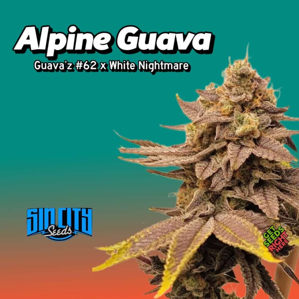 Alpine Guava Cannabis Clones