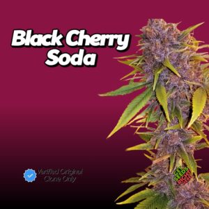 Black Cherry Soda Cannabis Clones