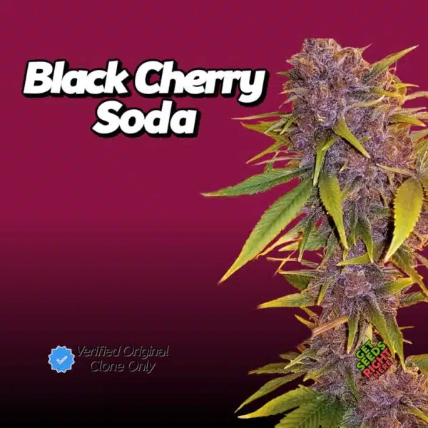 Black Cherry Soda Cannabis Clones
