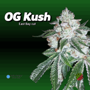 East Bay OG Kush cannabis clone with dense frosty buds and classic OG Kush structure