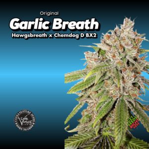 Garlic Breath Cannabis Clones