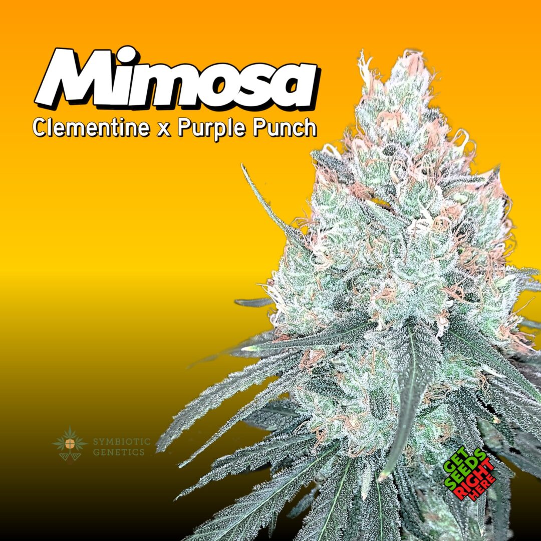 Mimosa Cannabis Clones ready to ship