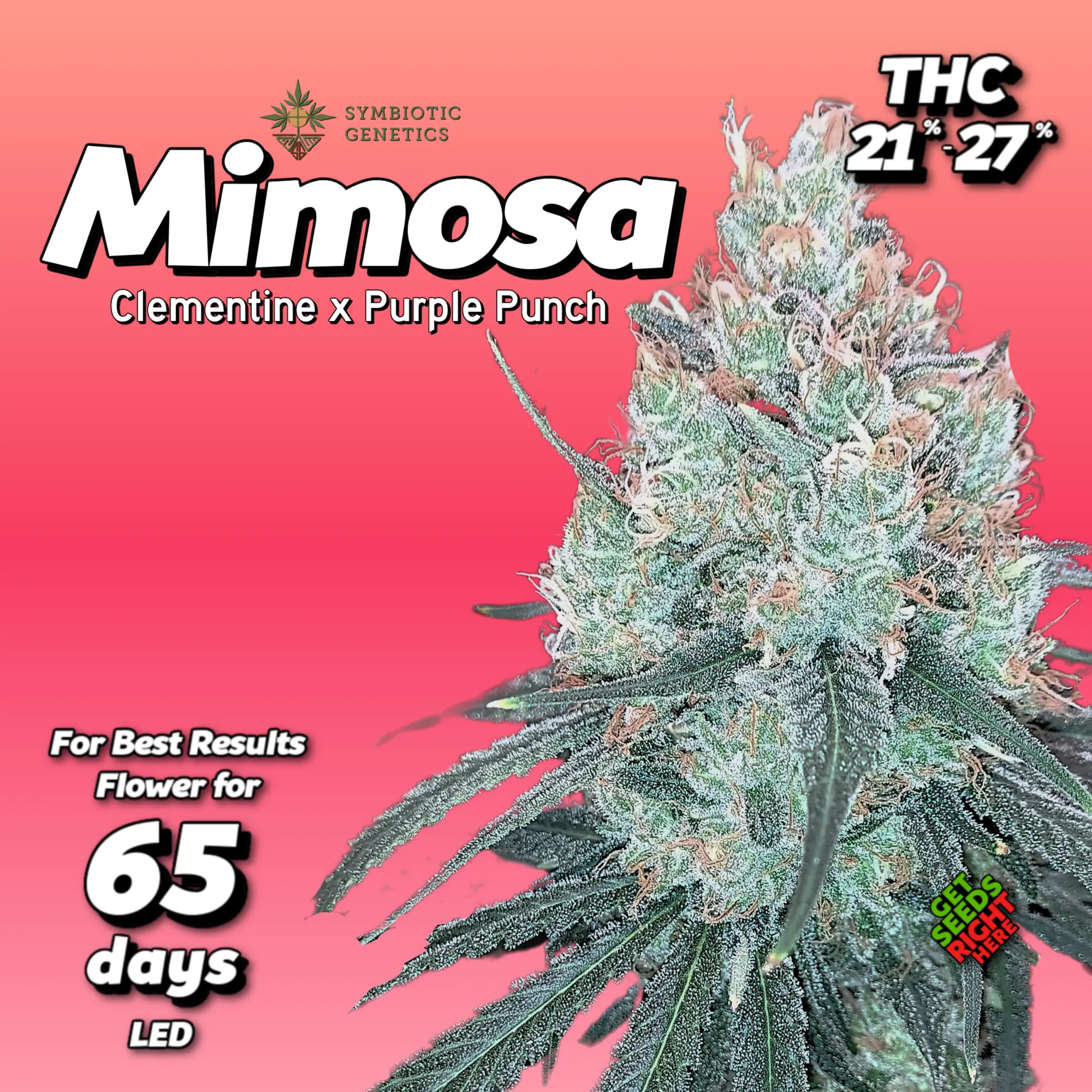 Mimosa cannabis clones by Symbiotic Genetics — HLVD-free verified, high THC, citrus and berry aroma