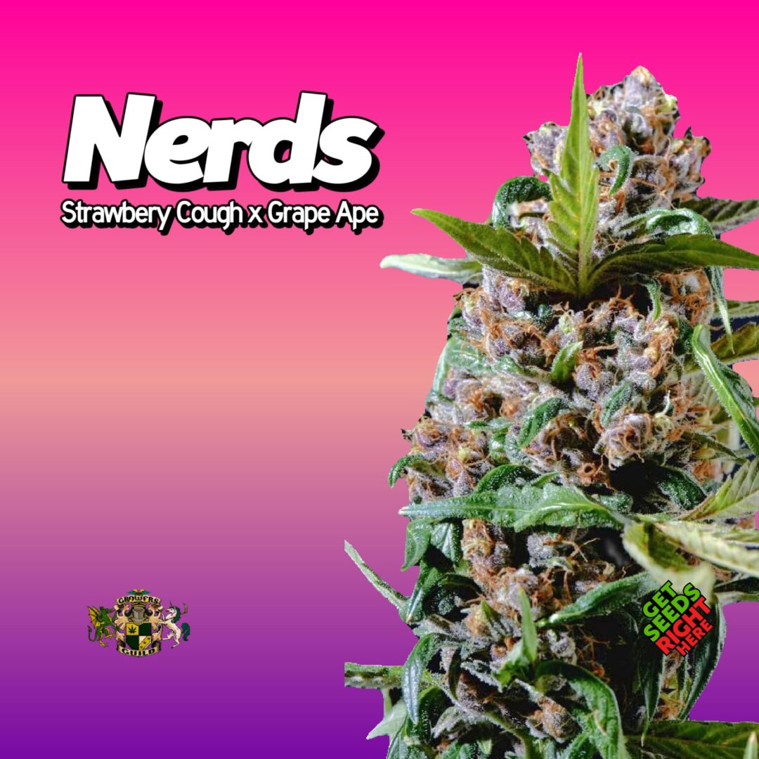 Nerds (clone)