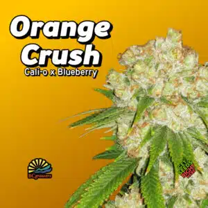 Orange Crush Cannabis Clones