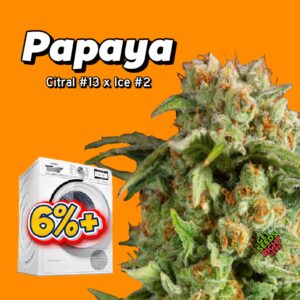 Papaya Cannabis Clones