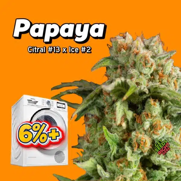 Papaya Cannabis Clones
