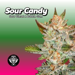 Sour Candy Cannabis Clones | Order Now