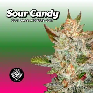 Sour Candy Cannabis Clones | Order Now