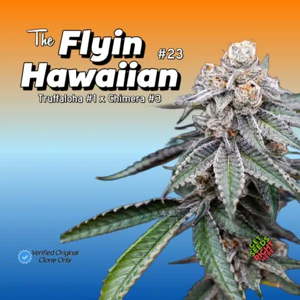 Close-up of The Flyin Hawaiian cannabis Plant from Truffaloha #1 x Chimera #3 cross.