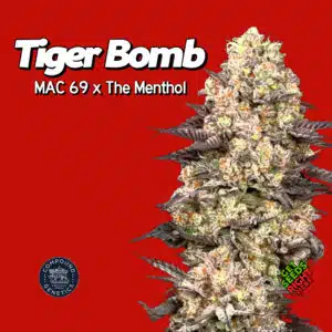 Promotional image of Tiger Bomb by Compound Genetics, featuring dense, frosty buds with orange pistils on a red background, advertising clone shipping.