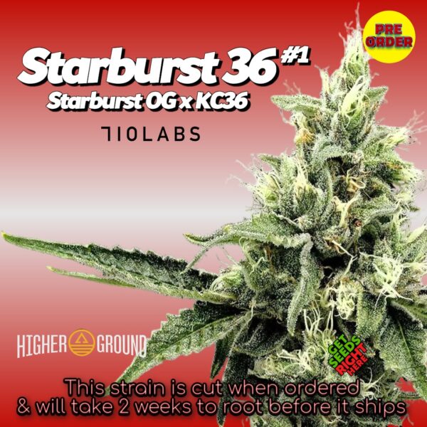 Starburst 36 with trichome-heavy buds featuring 'Pre Order' badge, Higher Ground logo.