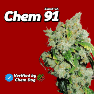 Chem 91 cannabis clones for sale