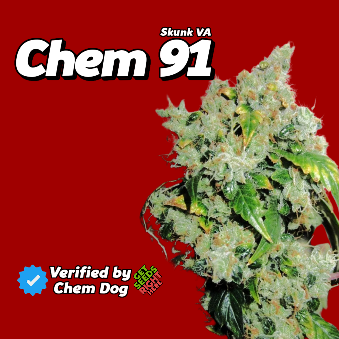 Chem 91 Cannabis Clones 🔥 Verified by Chem Dog