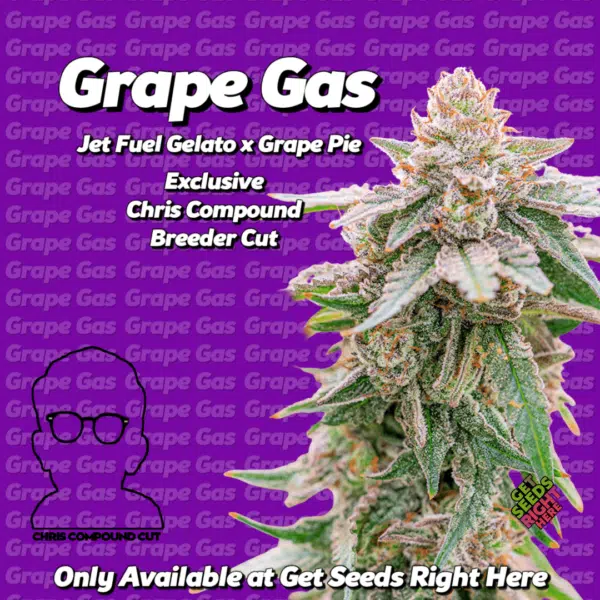 Cannabis cola labeled 'Grape Gas Jet Fuel Gelato x Grape Pie,' highlighting it as an exclusive Chris Compound Breeder Cut, available only at 'Get Seeds Right Here,' on a purple background with repeating 'Grape Gas' text.