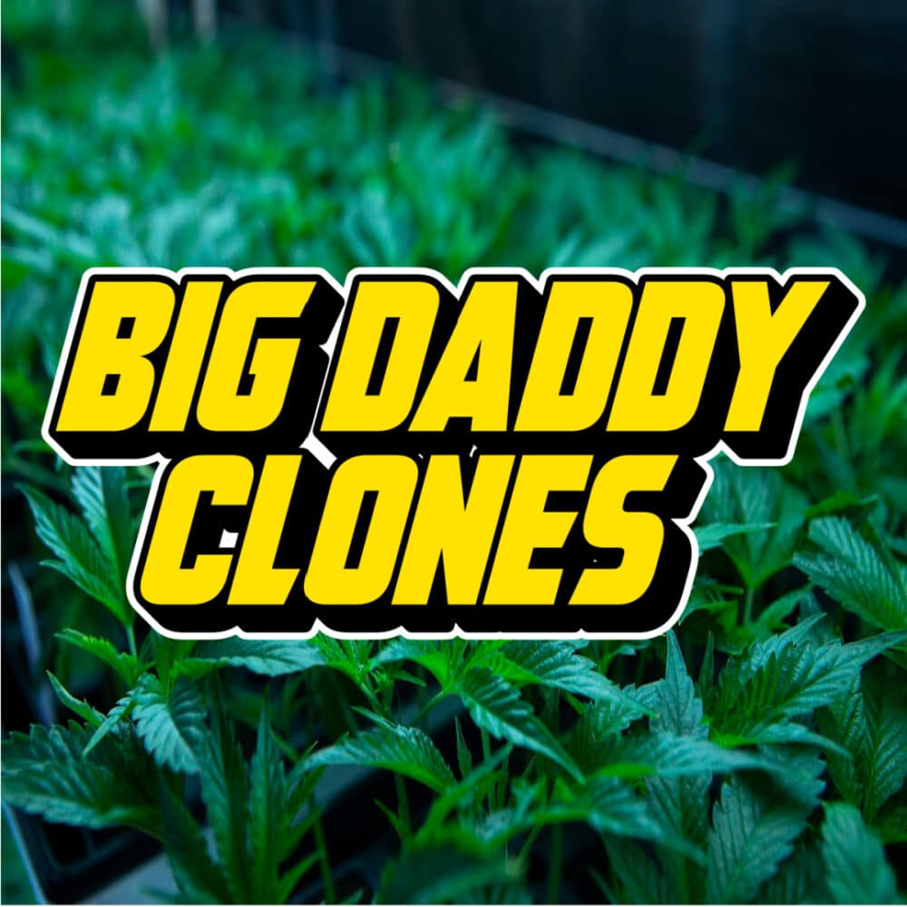 Text reading 'Big Daddy Clones' over a vibrant background of cannabis plants in a greenhouse.