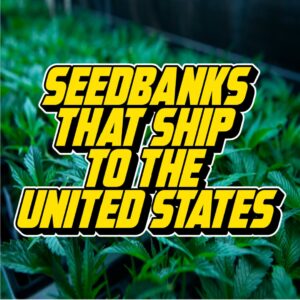 Text reading 'Seedbanks That Ship to the United States' over a background of thriving cannabis plants in a controlled growing environment.