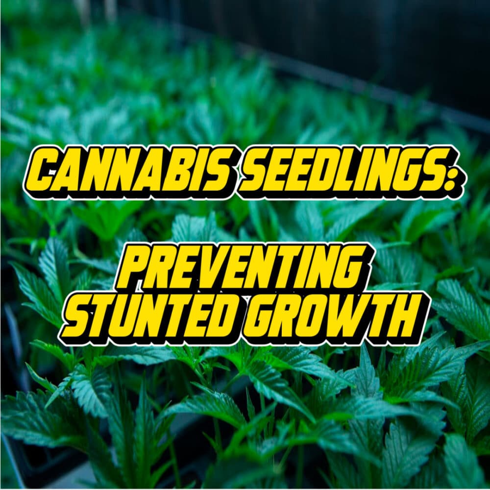 Text reading Cannabis Seedlings: Preventing Stunted Growth over a background of healthy cannabis seedlings in a greenhouse.