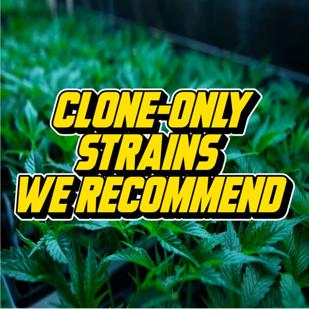A text graphic reading "Clone-Only Strains We Recommend" displayed over a vibrant green background of cannabis plants in a greenhouse.