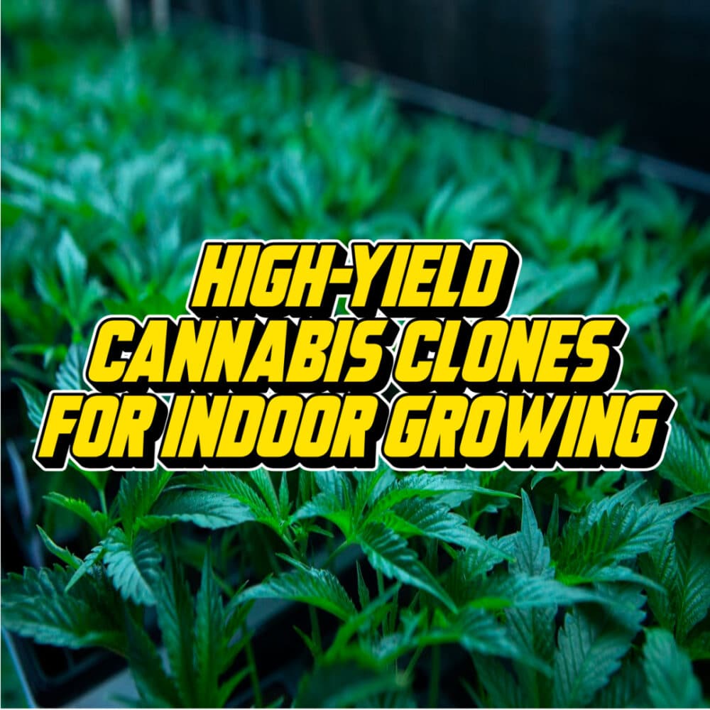Text reading 'High-Yield Cannabis Clones for Indoor Growing' over a background of vibrant cannabis plants in a controlled indoor growing setup.