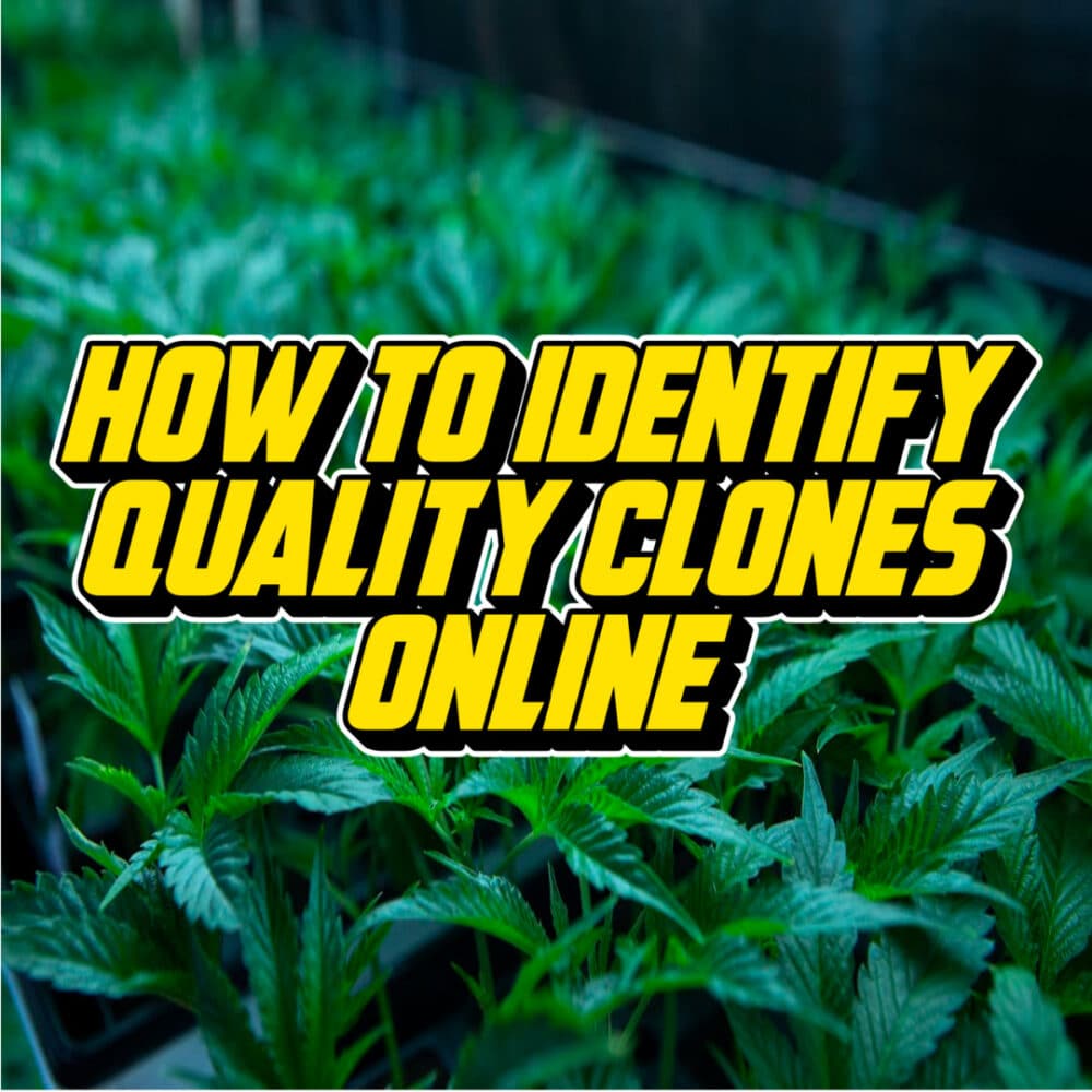 Text reading 'How to Identify Quality Clones Online' over an image of vibrant cannabis plants in a greenhouse setting.