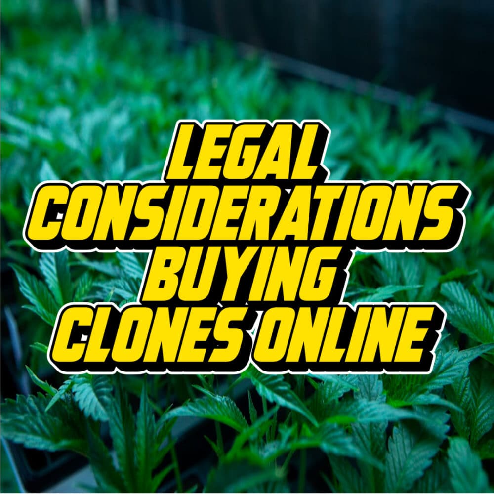 Text reading 'Legal Considerations Buying Clones Online' over an image of cannabis plants in a greenhouse.