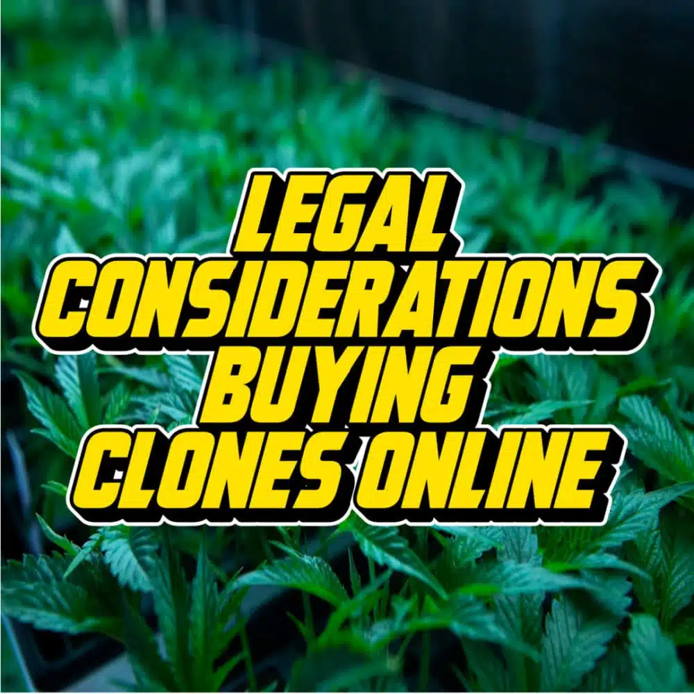 Text reading 'Legal Considerations Buying Clones Online' over an image of cannabis plants in a greenhouse.
