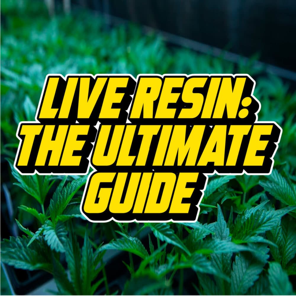 Text reading Live Resin: The Ultimate Guide over a vibrant background of healthy cannabis plants in a greenhouse.